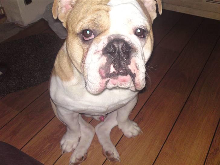 Engelsk bulldog Benji billede 6