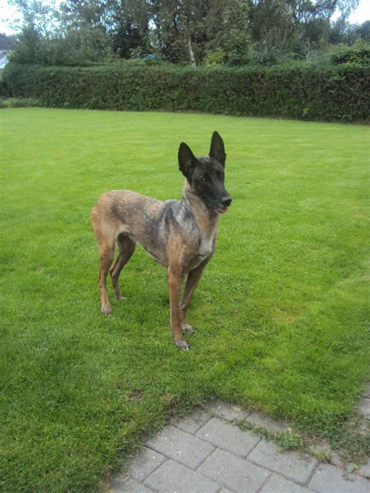 Malinois »' [Mira]  - hvad er det du har der??:-D hehe! billede 7