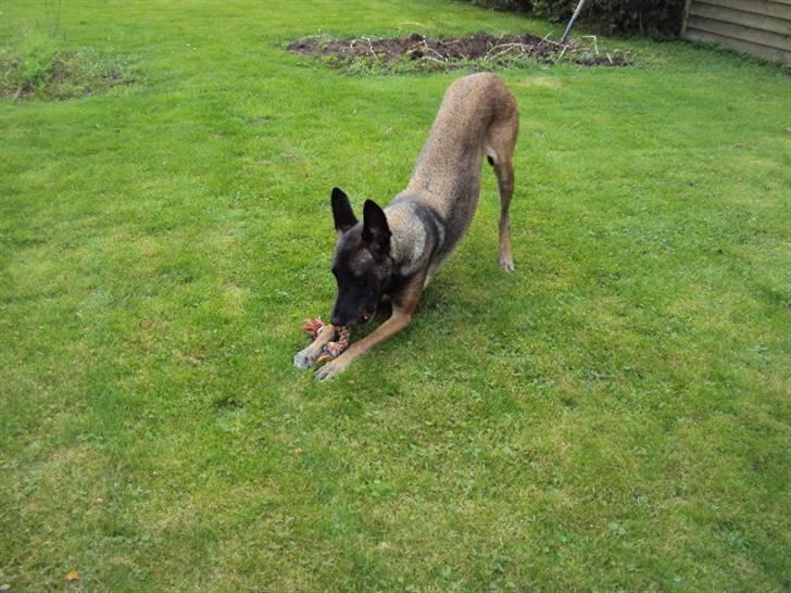 Malinois »' [Mira]  - skal liiige strække ud d: hehe!<33 billede 8