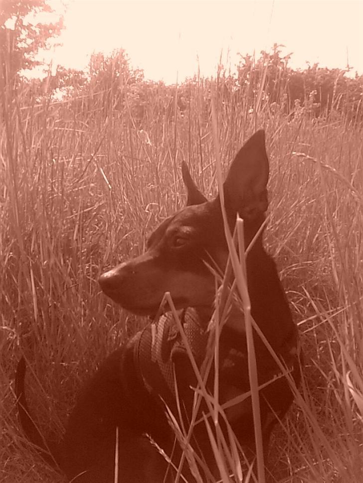 Dvaergpinscher Aladin billede 13