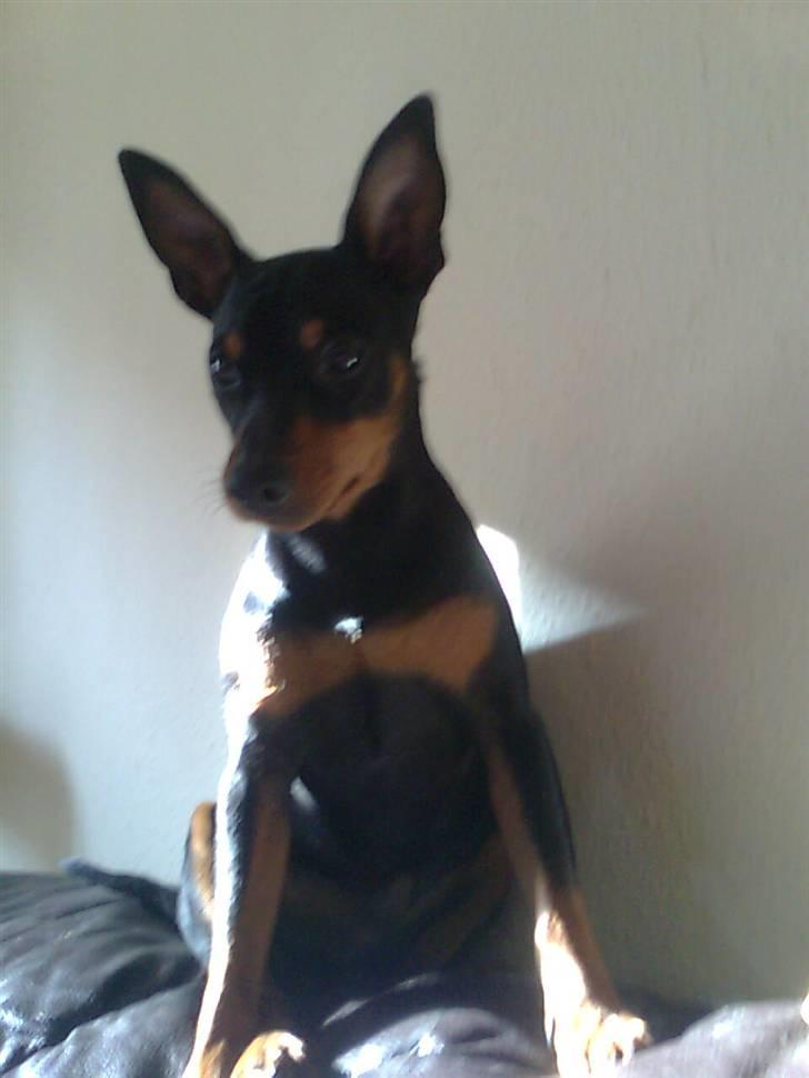 Dvaergpinscher Aladin billede 14