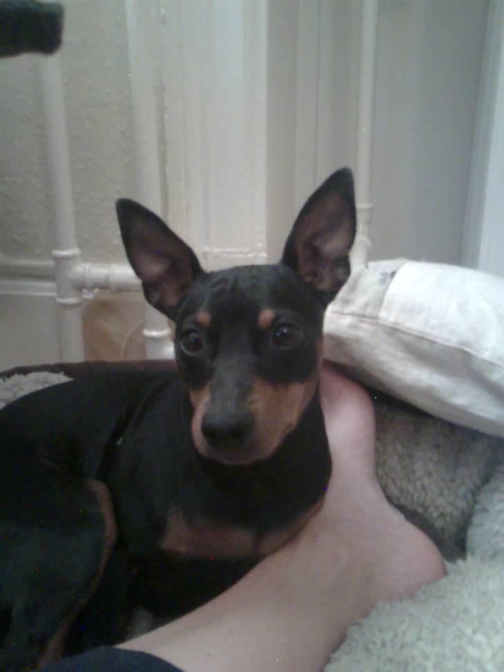 Dvaergpinscher Aladin billede 15