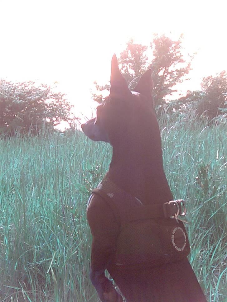 Dvaergpinscher Aladin billede 16