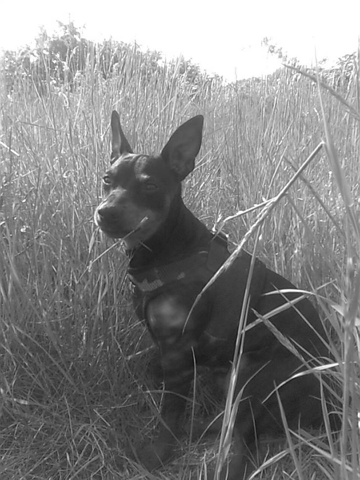 Dvaergpinscher Aladin billede 17