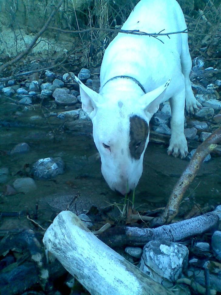 Bullterrier Kalle Kæphøj fik fred d.18.08.2011 billede 1