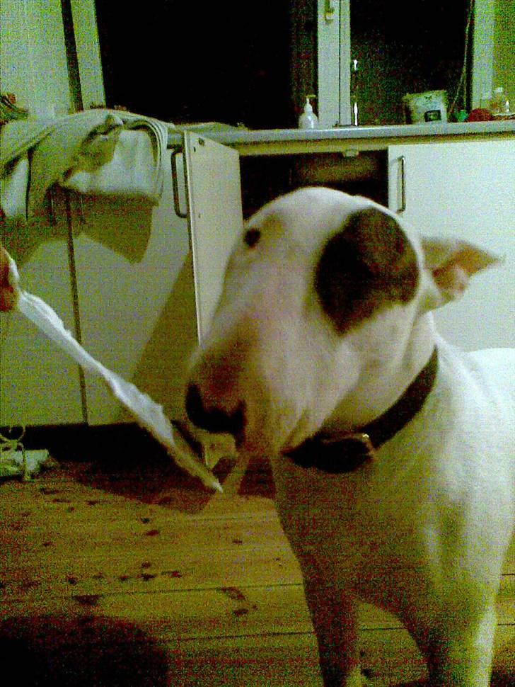Bullterrier Kalle Kæphøj fik fred d.18.08.2011 billede 2