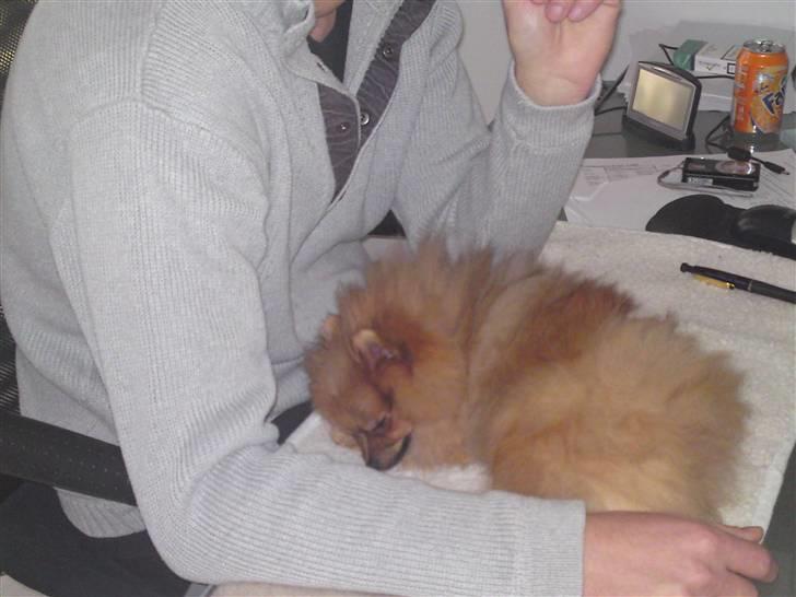 Pomeranian Ringklokken Fisen - snorker ved far. det er det bedste han ved billede 10