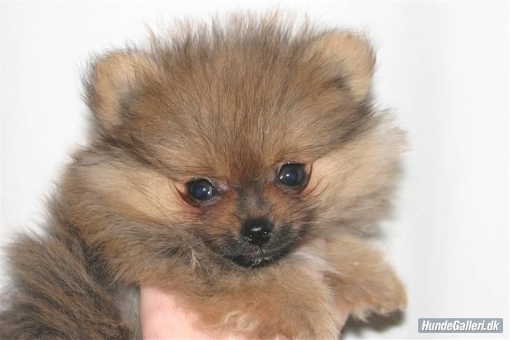 Pomeranian Ringklokken Fisen - så nyttet var jeg da jeg boede hos louise - hun har passet godt på mig. billede 12