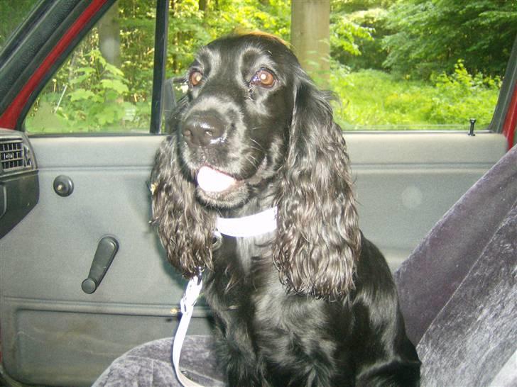 Cocker spaniel Nova billede 15