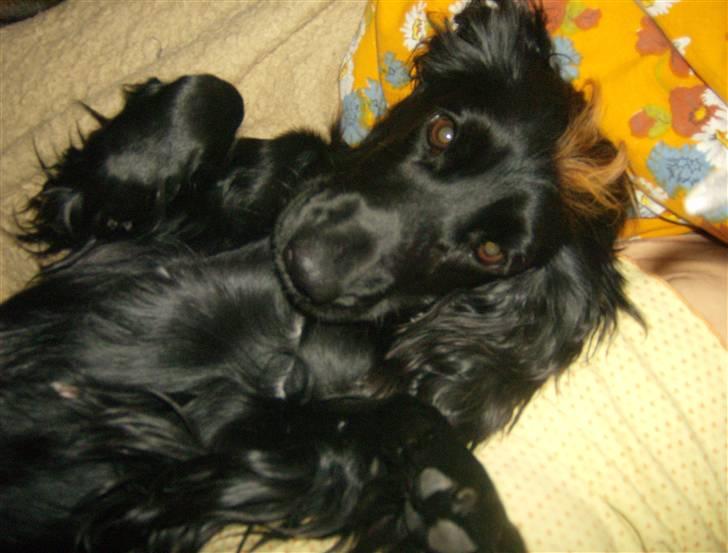 Cocker spaniel Nova billede 16