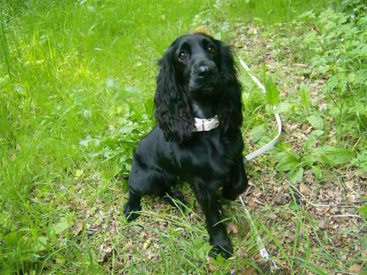 Cocker spaniel Nova billede 18