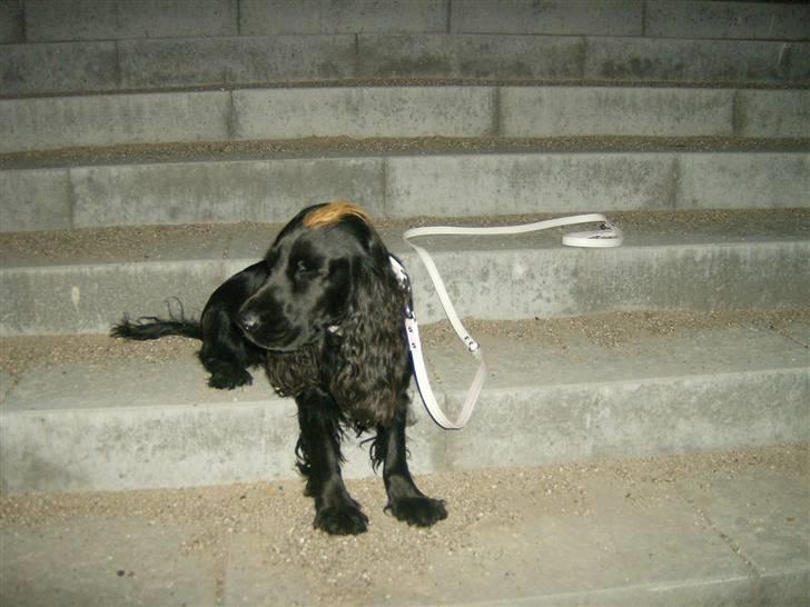 Cocker spaniel Nova billede 19