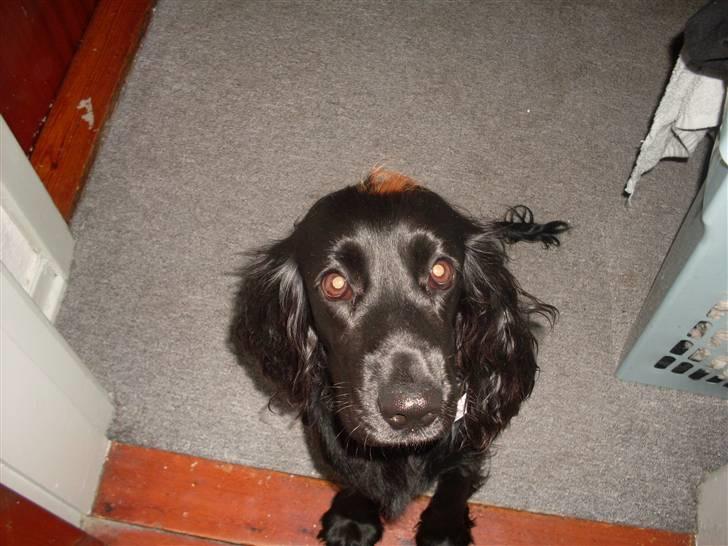 Cocker spaniel Nova billede 20