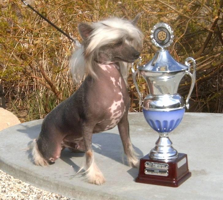 Chinese crested hårløs Valentino Rosa Thea billede 1