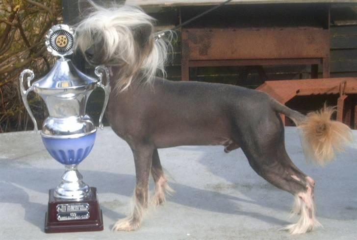 Chinese crested hårløs Valentino Rosa Thea billede 2