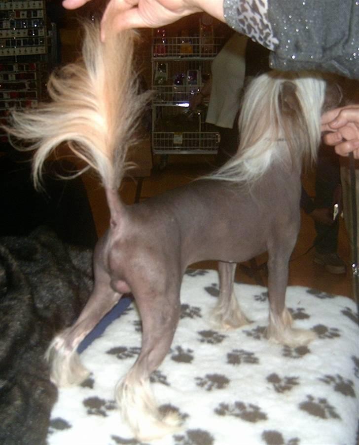 Chinese crested hårløs Valentino Rosa Thea billede 3