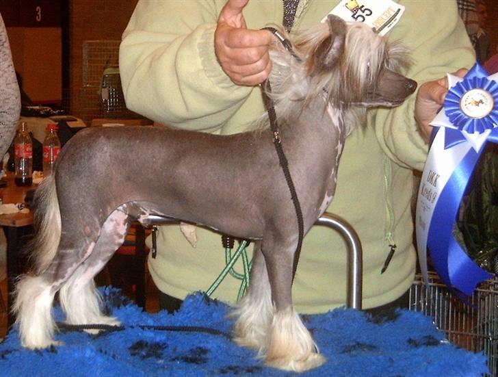 Chinese crested hårløs Valentino Rosa Thea billede 4