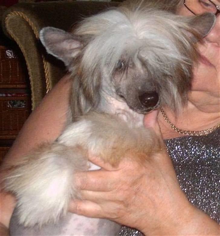 Chinese crested hårløs Valentino Rosa Thea billede 5