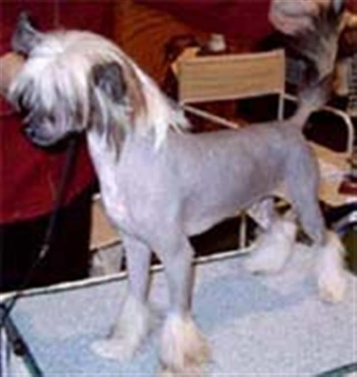 Chinese crested hårløs Valentino Rosa Thea billede 6