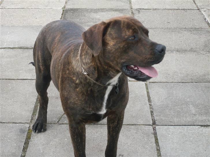 Blanding af racer bobi billede 1