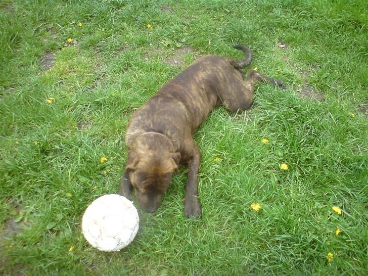 Blanding af racer bobi billede 2