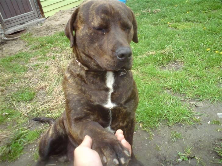 Blanding af racer bobi billede 3