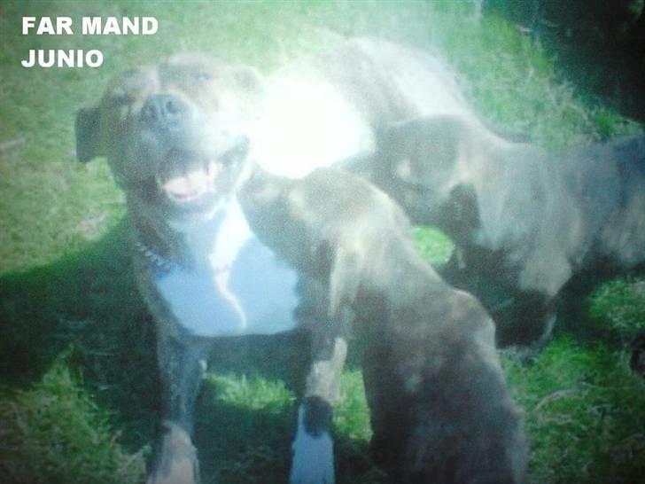 Blanding af racer bobi billede 4