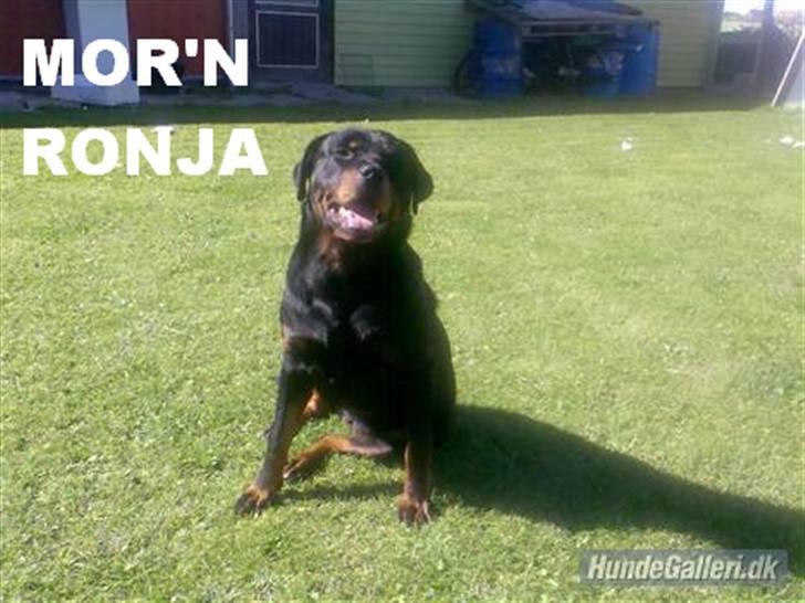 Blanding af racer bobi billede 5