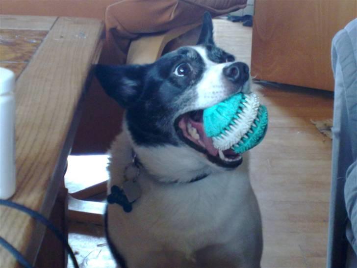 Blanding af racer Himmelhund Charlie  - Se jeg kommer med bolden, skal vi så ikke lege lidt........Ny billede 11