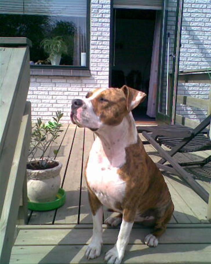 Amerikansk staffordshire terrier Ludvig - Sidder og nyder solen hos bedstefar :) billede 8