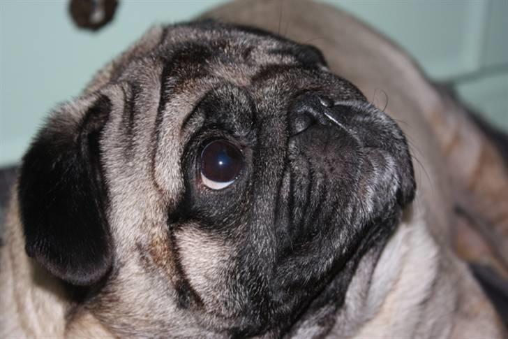 Mops Viggo billede 11