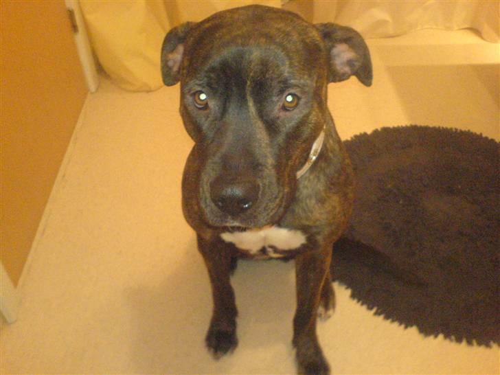 Amerikansk staffordshire terrier sui - jeeg syys bar hun er sååh kæær :D<3<3<3<3 billede 7