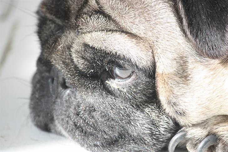 Mops Viggo billede 12