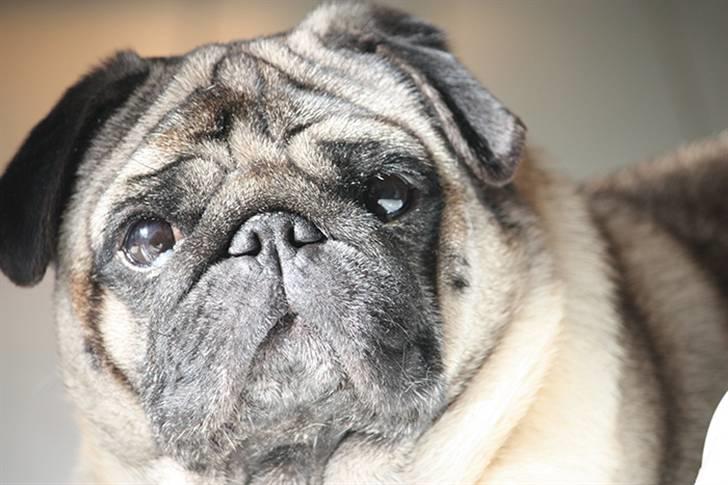 Mops Viggo billede 13