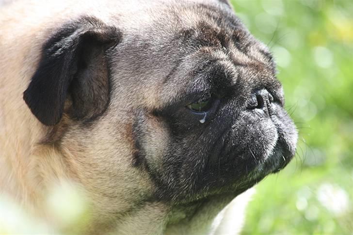 Mops Viggo billede 14