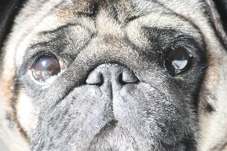 Mops Viggo billede 15