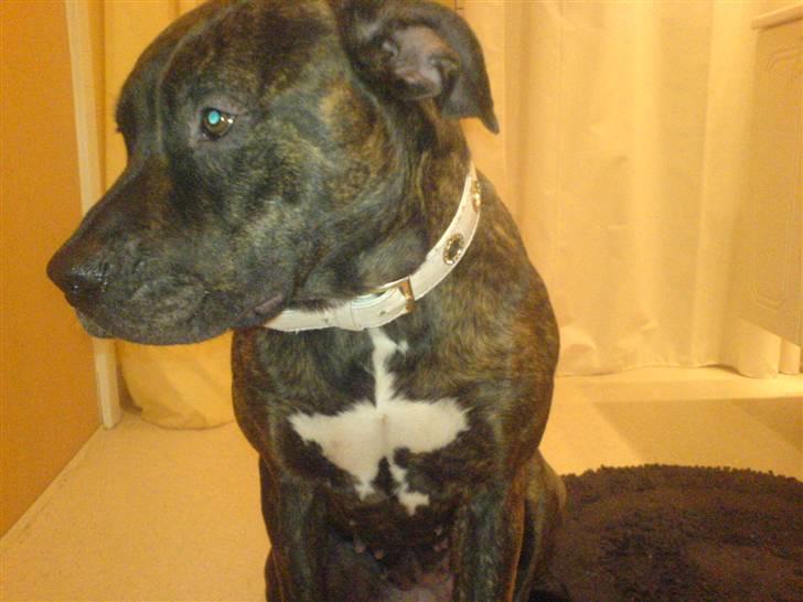 Amerikansk staffordshire terrier sui billede 8