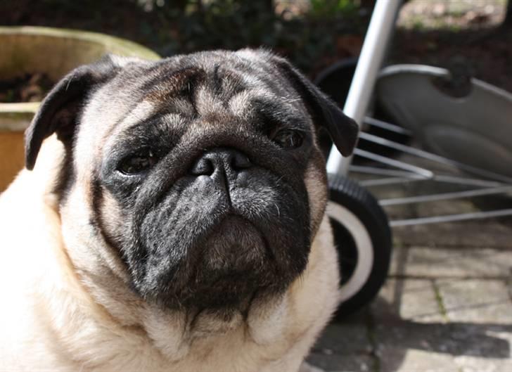 Mops Viggo billede 16