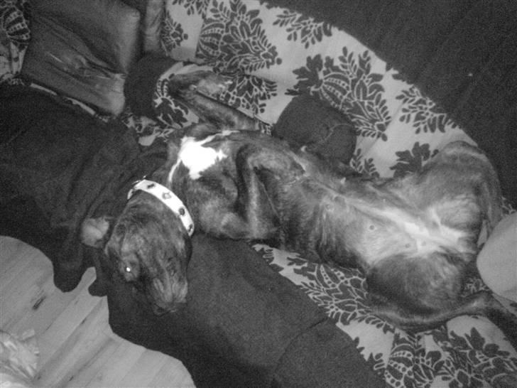 Amerikansk staffordshire terrier sui billede 10