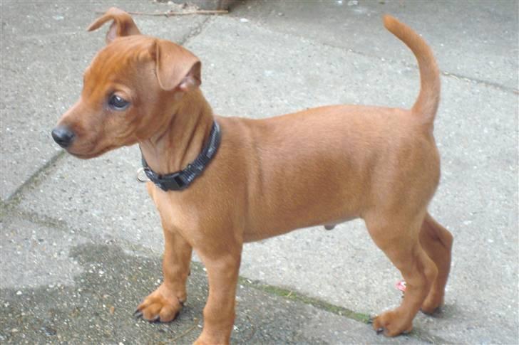 Dvaergpinscher Bufas - Et sjældent øjeblik, hvor Bufas står stille nok til at blive fotograferet :-p billede 6