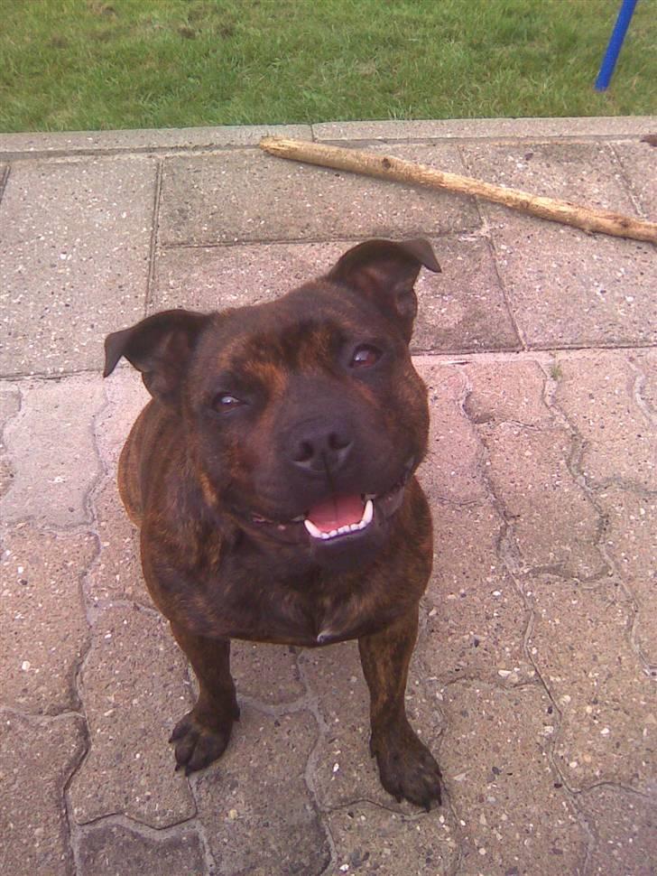 Staffordshire bull terrier Freya - Freya 1 år og næsten 4 mdr :) billede 1