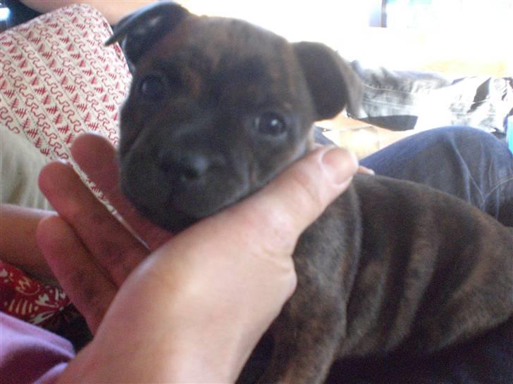 Staffordshire bull terrier Freya billede 2