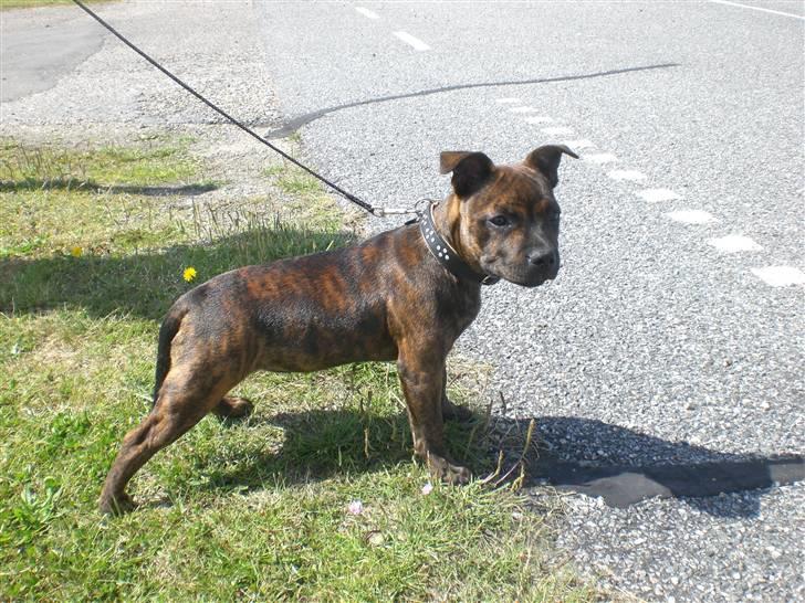 Staffordshire bull terrier Freya billede 3