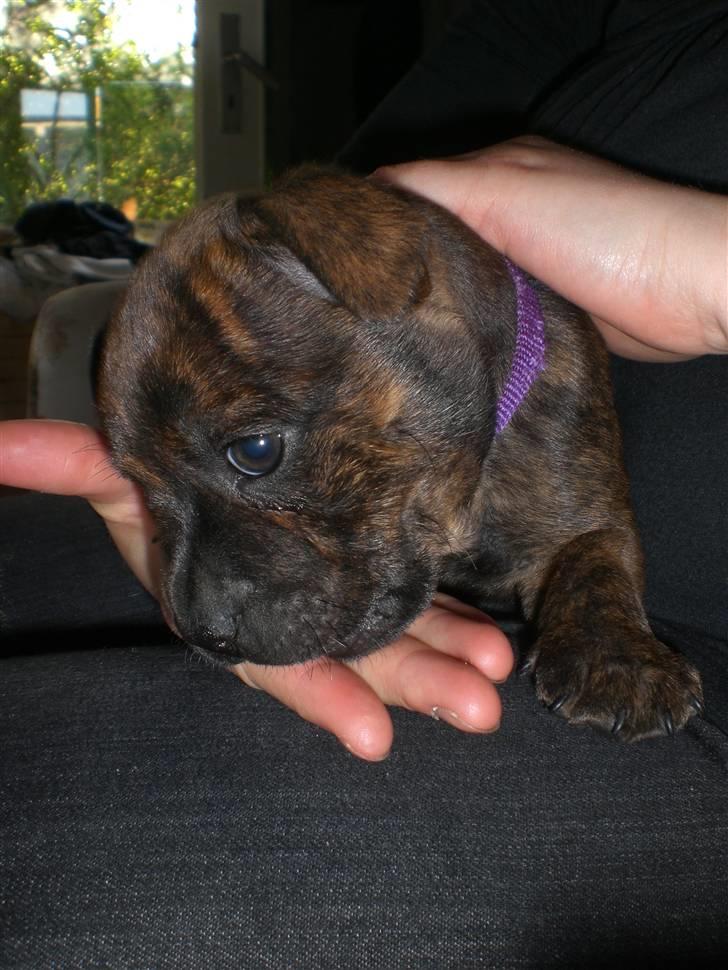 Staffordshire bull terrier Freya billede 4