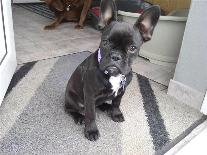 Fransk bulldog Mitzy er solgt - På udflugt i haven billede 1