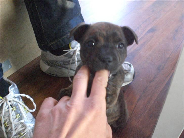Staffordshire bull terrier Freya billede 5