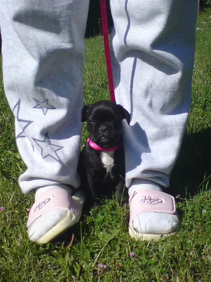 Fransk bulldog Mitzy er solgt - Jeg passer på min mor!! billede 2