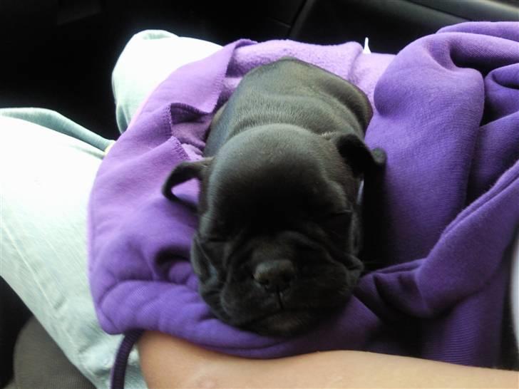 Fransk bulldog Mitzy er solgt - jeg kan os blive træt :) billede 3