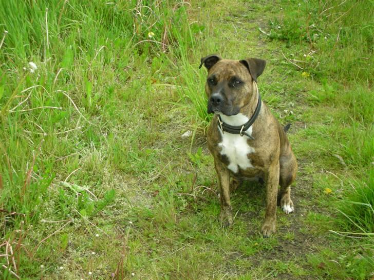 Amerikansk staffordshire terrier Molly billede 19