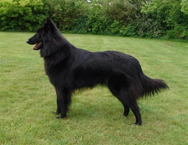 Groenendael Lia - Nogle gange kan man stå stille i et halvt sekund. billede 14